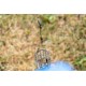 Preston Feeder Links Stiff Short 60 mm